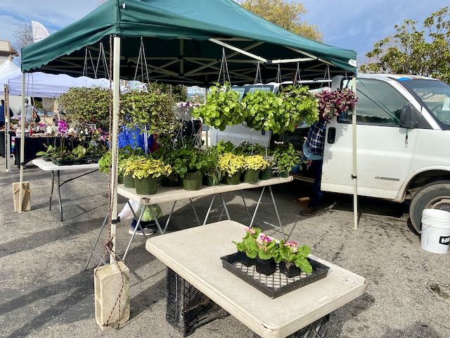 Camarillo plant and flower vendor